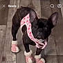dog, french_bulldog, black_dog, pet_clothing, dog_booties, pink_booties, indoor, wooden_floor, small_dog, cute, pet, looking_up, dog_fashion, animal, domestic_animal, flooring, wearing_clothes, standing, ears_up, pet_accessory