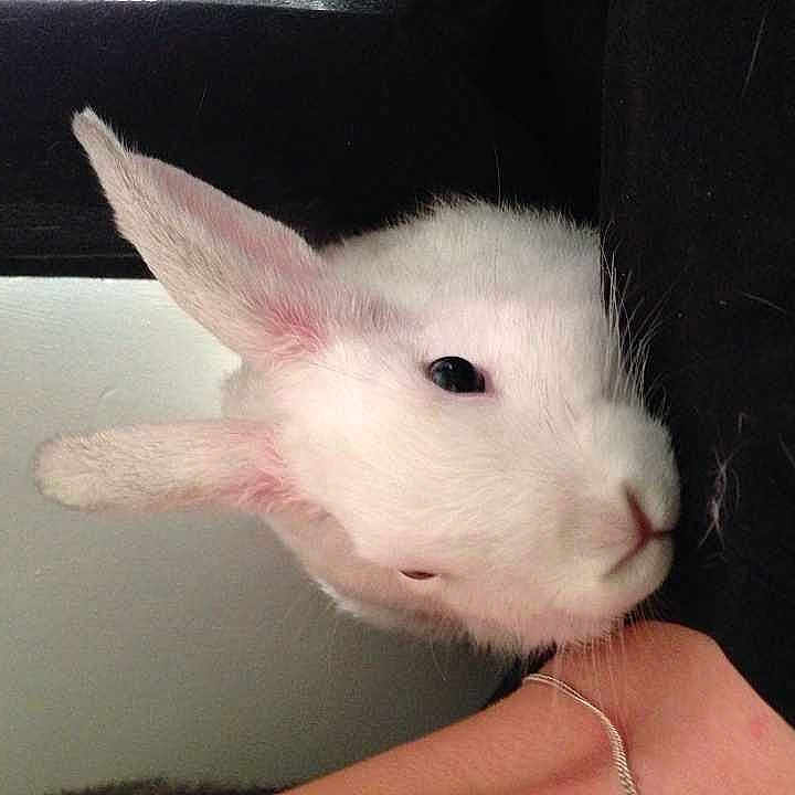 Snow Flake is registered to the contest to win money with this photo: