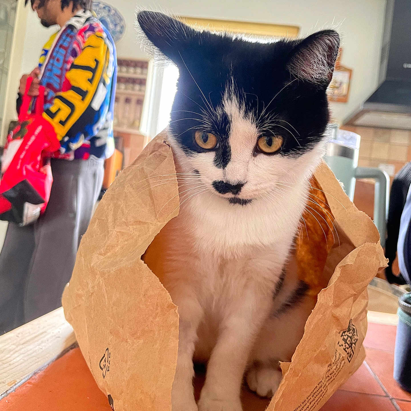 Peach joined the competition — help win amazing prizes! accessories, animal, architecture, art, bag, box, building, cat, handbag, hardwood, indoors, kitten, manx, outdoors, painting, person, pet, shelter, text, wood