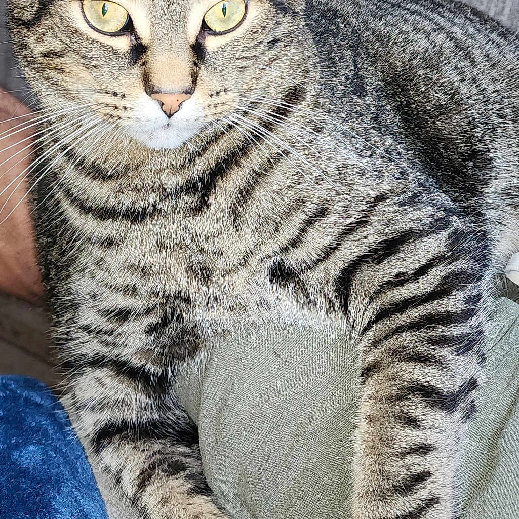 Kiddo is registered to the contest to win money with this photo: abyssinian, animal, armchair, blanket, cat, chair, couch, egyptiancat, furniture, kitten, manx, pet