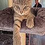 Azraël a rejoint le concours — aidez-le/la à gagner de superbes lots ! kitten, cat, cat_tree, tabby, paw, fur, pet, indoor, home, person, furniture, relaxing, cute, animal, mammal, floor, carpet, face, ears, whiskers