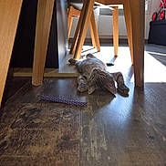 Azraël participe au concours pour gagner de l'argent avec cette photo : cat, indoor, wooden_floor, chair, sunlight, toy, relaxed, pet, feline, home, flooring, window_light, animal, domestic, resting, wood, modern_furniture, plaything, lying_down, sunbeam