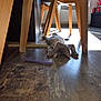 cat, indoor, wooden_floor, chair, sunlight, toy, relaxed, pet, feline, home, flooring, window_light, animal, domestic, resting, wood, modern_furniture, plaything, lying_down, sunbeam