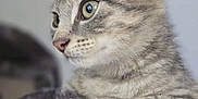 Azraël a rejoint le concours — aidez-le/la à gagner de superbes lots ! kitten, cat, gray_tabby, feline, pet, close_up, side_profile, curious, soft_texture, furry, whiskers, ears, paws, indoor, young_cat, animal, cute, domestic_cat, portrait, looking_away