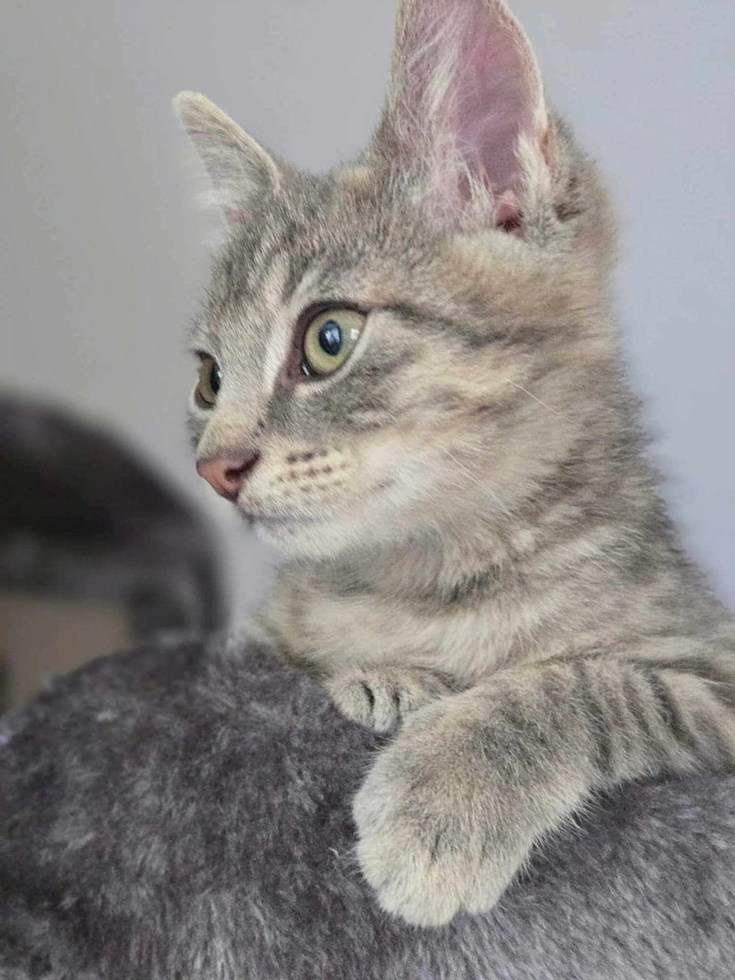 Azraël a rejoint le concours — aidez-le/la à gagner de superbes lots ! kitten, cat, gray_tabby, feline, pet, close_up, side_profile, curious, soft_texture, furry, whiskers, ears, paws, indoor, young_cat, animal, cute, domestic_cat, portrait, looking_away