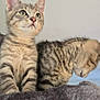 Azraël a rejoint le concours — aidez-le/la à gagner de superbes lots ! kitten, cat, tabby, feline, pet, cute, fluffy, fur, whiskers, ears, animal, young, domestic, soft, blanket, striped, indoors, two_cats, resting, curious