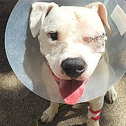 Koda a rejoint le concours — aidez-le/la à gagner de superbes lots ! animal, bandage, canine, close_up, cone, cone_of_shame, dog, friendly, happy, healing, injured, leash, one_eye, outdoor, panting, pavement, pet, stitches, sunlight, white_dog