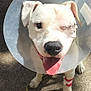 animal, bandage, canine, close_up, cone, cone_of_shame, dog, friendly, happy, healing, injured, leash, one_eye, outdoor, panting, pavement, pet, stitches, sunlight, white_dog