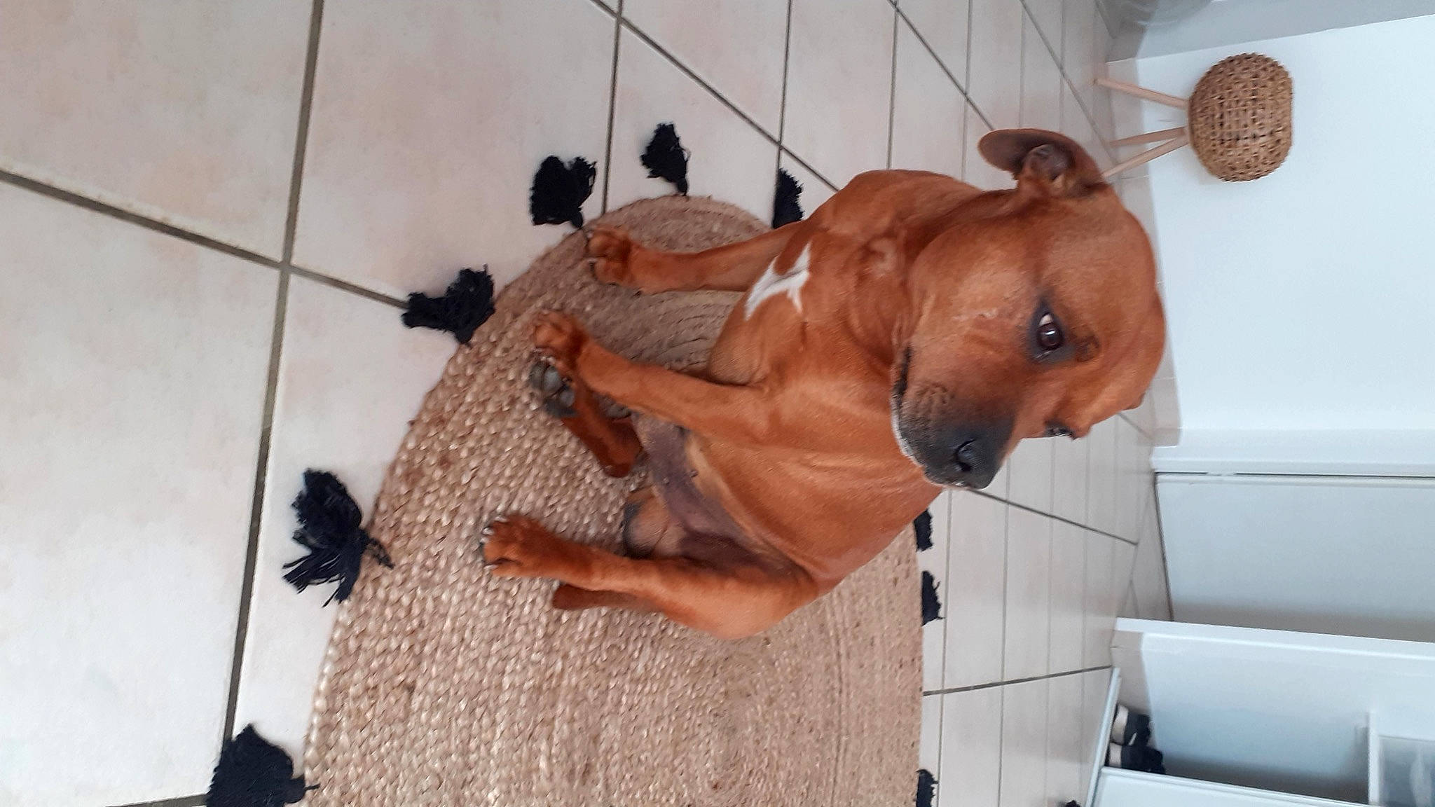 Jackson a rejoint le concours — aidez-le/la à gagner de superbes lots ! ancient_dog_breeds, canidae, carnivore, collar, companion_dog, dog, dog_breed, dog_collar, dog_supply, fawn, flooring, guard_dog, liver, non_sporting_group, pet_supply, snout, sporting_group, wood, working_animal, working_dog