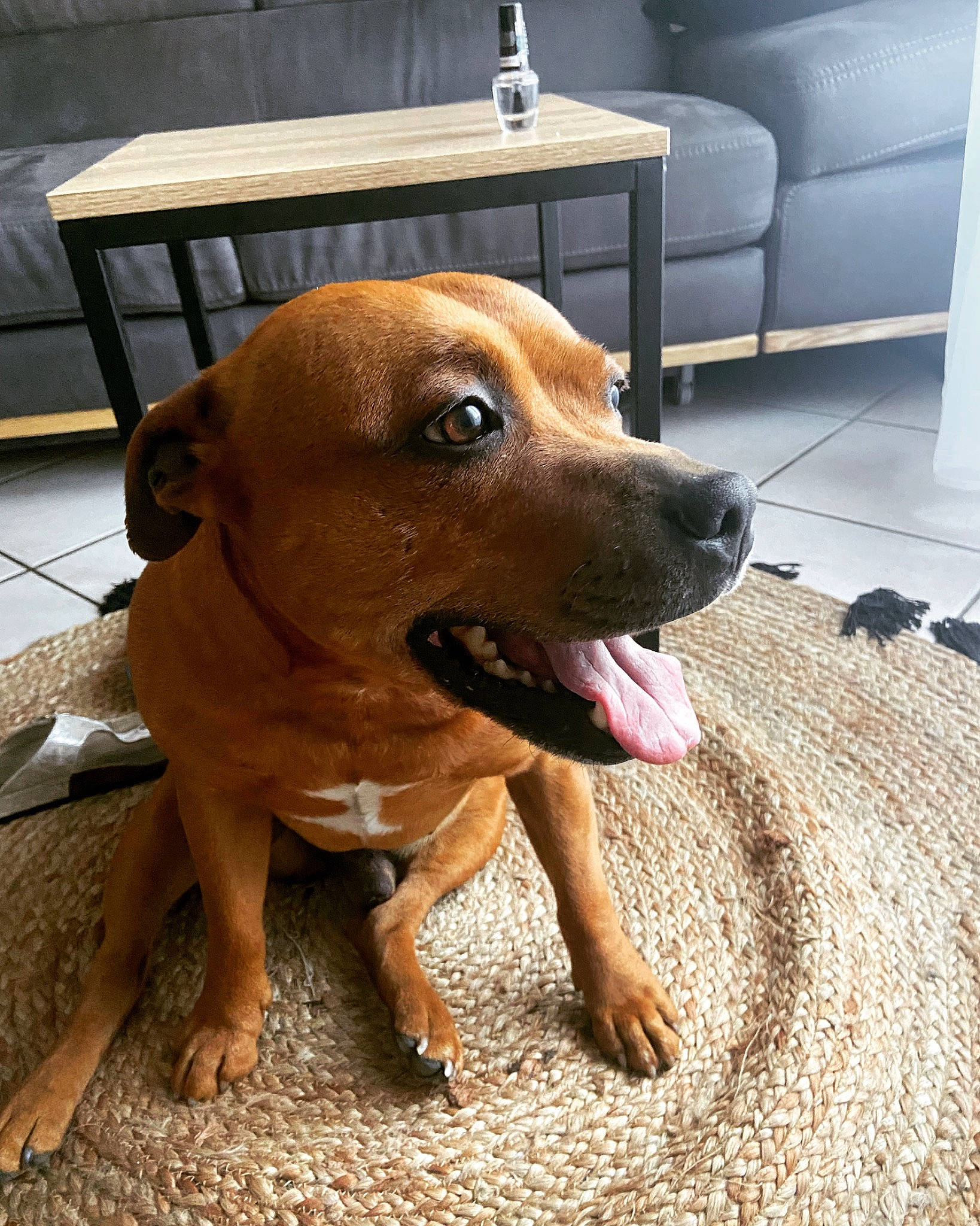 Jackson participe au concours pour gagner de l'argent avec cette photo : canidae, carnivore, chair, companion_dog, dog, dog_breed, door, fawn, floor, flooring, furniture, hardwood, liver, paw, snout, sporting_group, table, whiskers, wood, working_animal