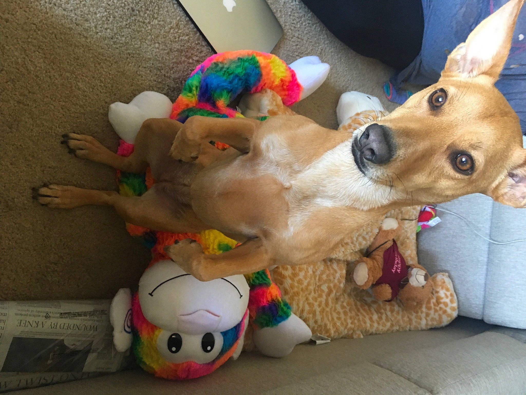 Baby joined the competition — help win amazing prizes! baby_toys, canidae, collectable, companion_dog, dog, dog_breed, dog_supply, dog_toy, fawn, fun, fur, pet_supply, plastic, play, plush, room, stuffed_toy, toy, vertebrate, working_animal