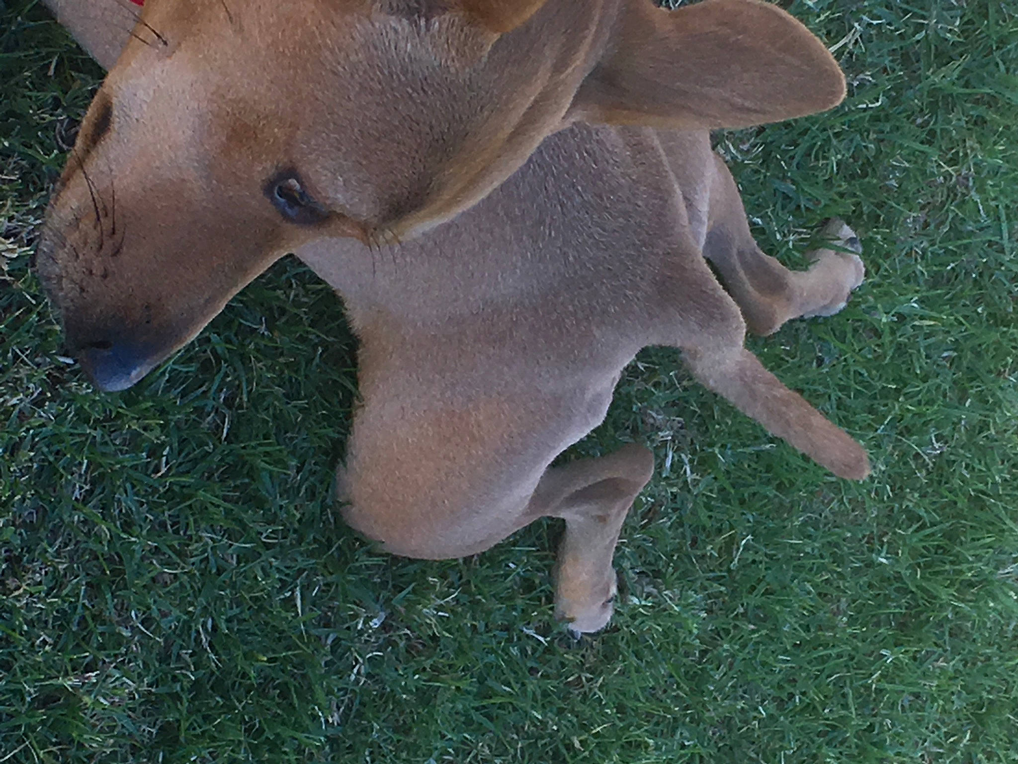 Baby joined the competition — help win amazing prizes! canidae, dog_breed, fawn, grass, grassland, snout, sporting_group, tail, terrestrial_animal, wildlife, working_animal