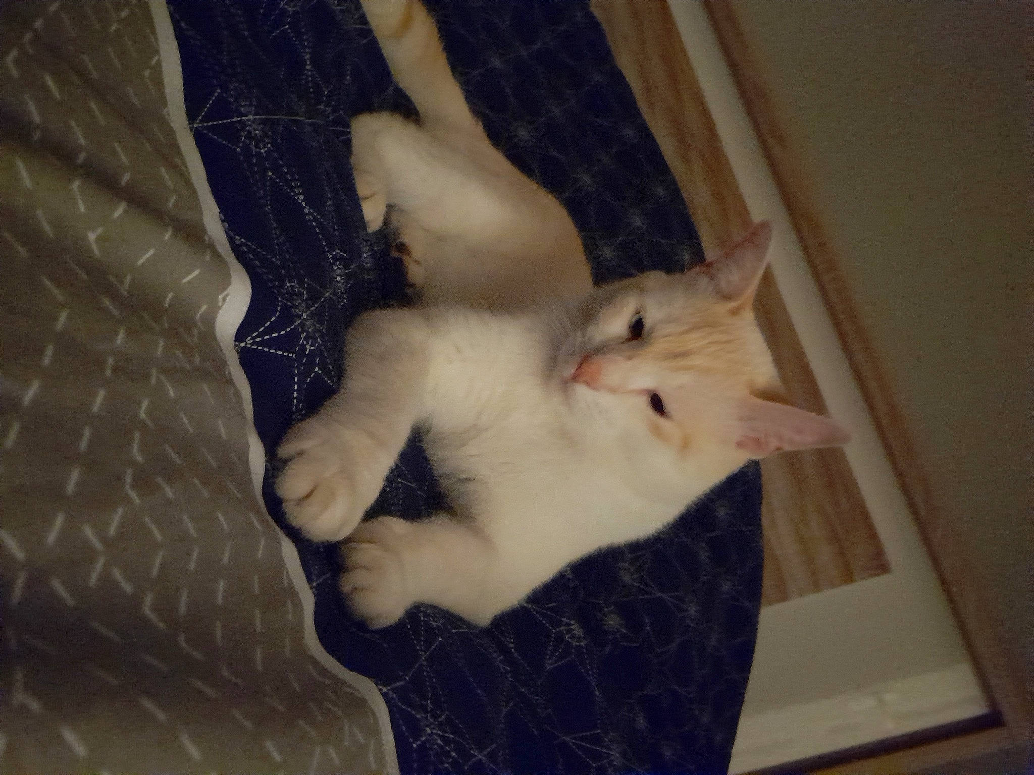 Spirit participe au concours pour gagner de l'argent avec cette photo : carnivore, cat, claw, comfort, companion_dog, dog_breed, domestic_short_haired_cat, fawn, felidae, fur, gesture, linens, pattern, paw, room, small_to_medium_sized_cats, snout, tail, whiskers, wood