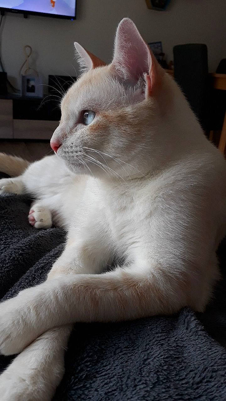 Spirit participe au concours pour gagner de l'argent avec cette photo : carnivore, cat, claw, comfort, domestic_short_haired_cat, ear, fawn, felidae, fur, paw, small_to_medium_sized_cats, snout, tail, whiskers