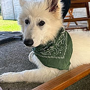 Alaska participe au concours pour gagner de l'argent avec cette photo : dog, white_dog, bandana, green_bandana, pet, animal, outdoor, grass, concrete_floor, wooden_table, lying_down, portrait, fluffy, ears, snout, close_up, young_dog, canine, domestic_animal, companion