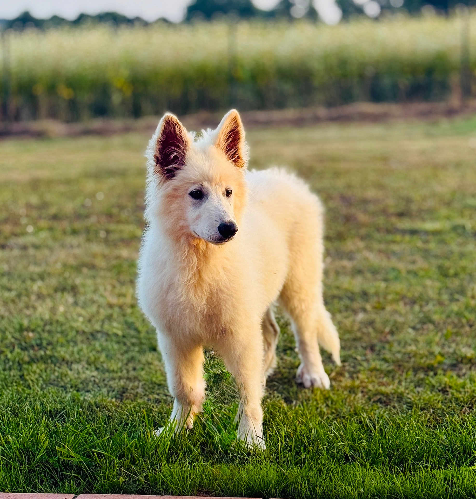 Alaska