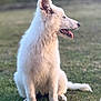 dog, white_dog, fluffy, sitting, grass, outdoor, pet, animal, tongue_out, ears_up, side_view, fur, nature, canine, peaceful, calm, young_dog, portrait, daylight, blurred_background