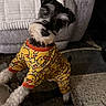 Brooks is registered to the contest to win money with this photo: beard, black_and_white, blanket, canine, clothing, costume, cute, dog, duck_pattern, funny, indoors, living_room, pajamas, pet, portrait, rug, schnauzer, sitting, small_dog, sofa