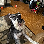 Brooks joined the competition — help win amazing prizes! area_rug, beard, black_and_white, couch, dog, dog_toys, happy, home_decor, indoor, living_room, paws, pet, playful, pointed_ears, portrait, schnauzer, sitting, standing, tongue_out, wood_floor