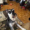 area_rug, beard, black_and_white, couch, dog, dog_toys, happy, home_decor, indoor, living_room, paws, pet, playful, pointed_ears, portrait, schnauzer, sitting, standing, tongue_out, wood_floor