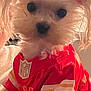 dog, small_dog, pet, animal, close_up, red_clothing, jersey, nfl_logo, fur, cute, indoor, portrait, looking_at_camera, blurry_background, warm_lighting, puppy, face, ears, black_nose, white_fur
