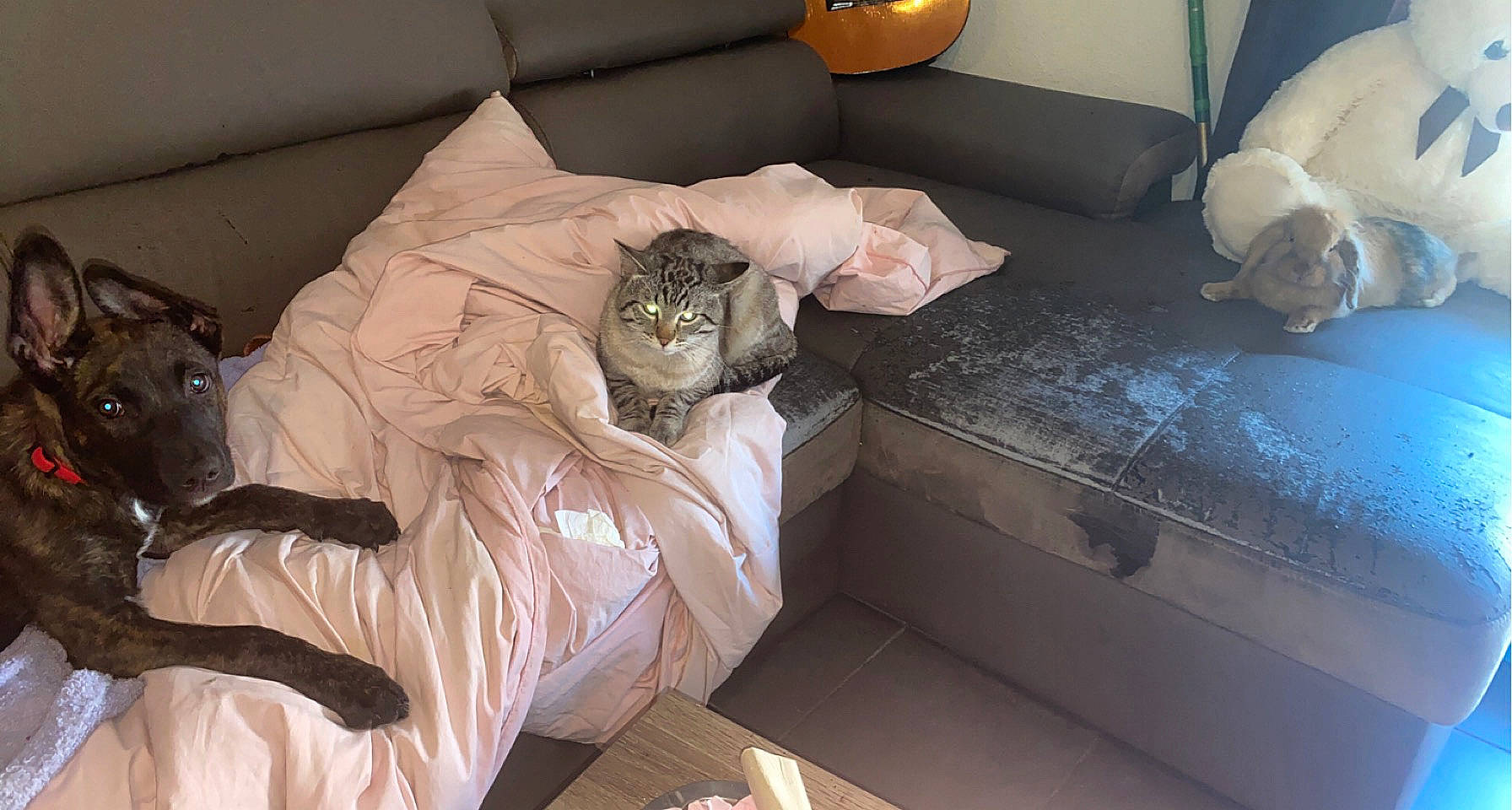 Poppy participe au concours pour gagner de l'argent avec cette photo : carnivore, cat, comfort, couch, felidae, floor, flooring, furniture, grey, hardwood, interior_design, linens, living_room, room, small_to_medium_sized_cats, studio_couch, table, whiskers, window, wood