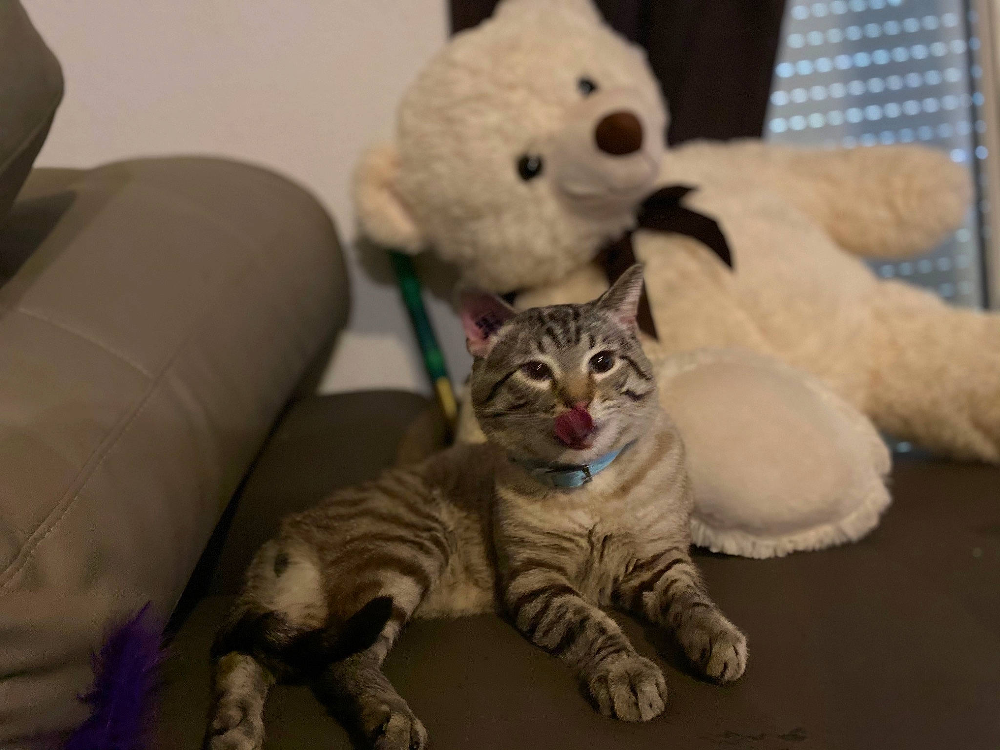 Poppy participe au concours pour gagner de l'argent avec cette photo : carnivore, cat, claw, comfort, couch, domestic_short_haired_cat, fawn, felidae, fur, grey, paw, photo_caption, sitting, small_to_medium_sized_cats, snout, stuffed_toy, tail, terrestrial_animal, toy, whiskers