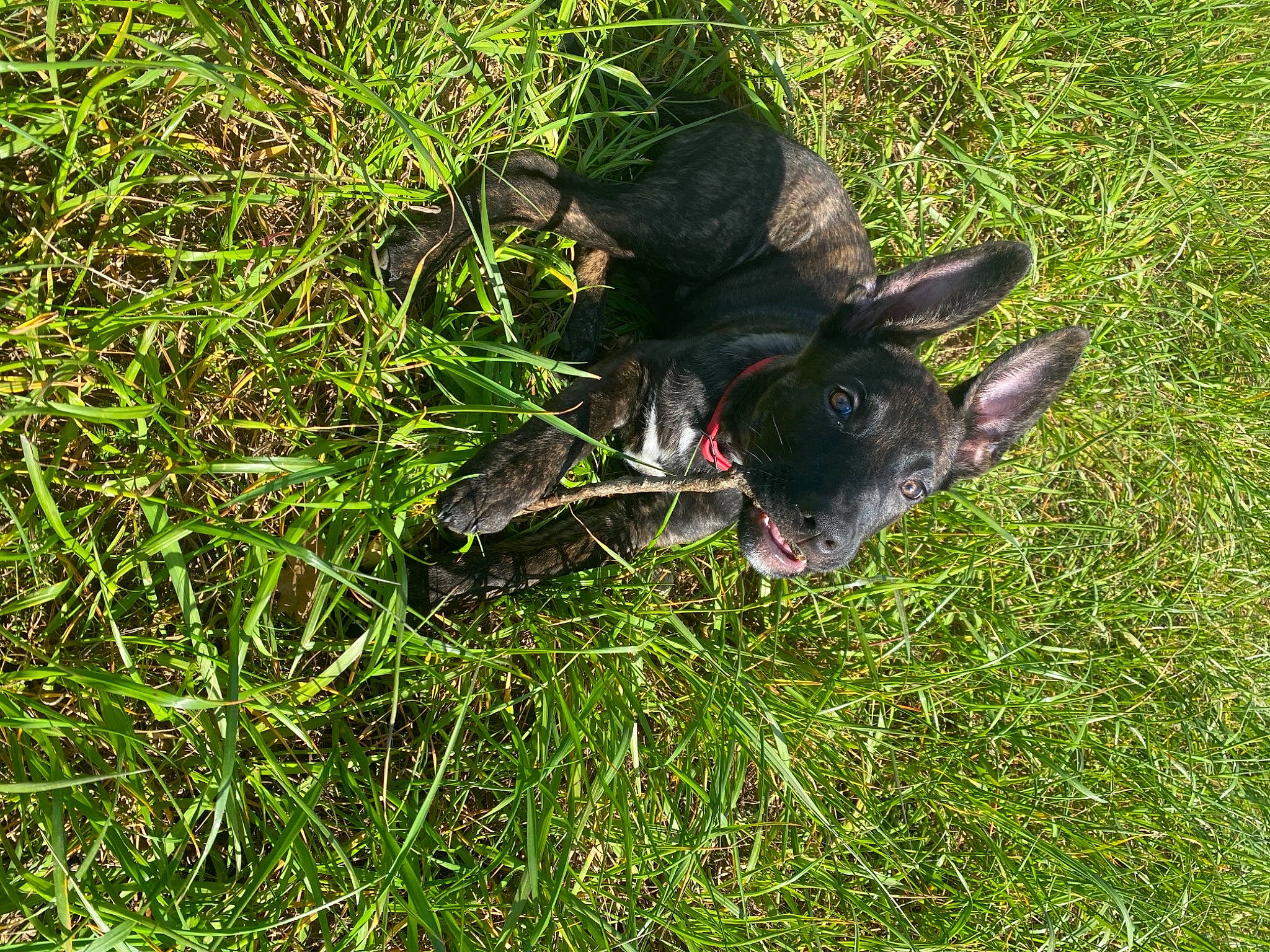 Tyson a rejoint le concours — aidez-le/la à gagner de superbes lots ! canidae, carmine, carnivore, dog, dog_breed, grass, grass_family, grassland, groundcover, hunting_dog, non_sporting_group, plant, snout, soil, sporting_group, tail, terrestrial_animal, wing, working_animal