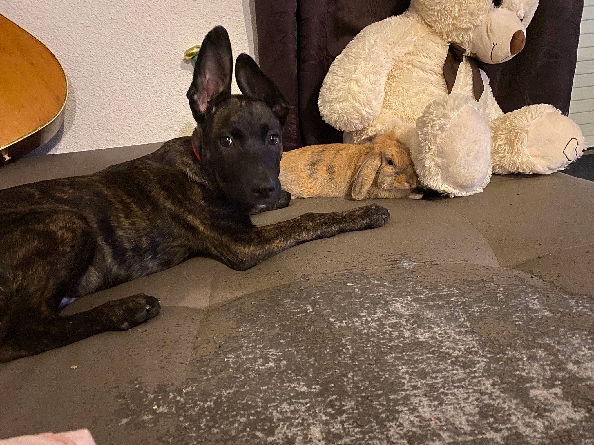 Tyson a rejoint le concours — aidez-le/la à gagner de superbes lots ! canidae, carnivore, comfort, companion_dog, dog, dog_breed, fawn, flooring, grey, guard_dog, snout, sporting_group, tail, teddy_bear, terrestrial_animal, toy, whiskers, wood, working_animal, working_dog