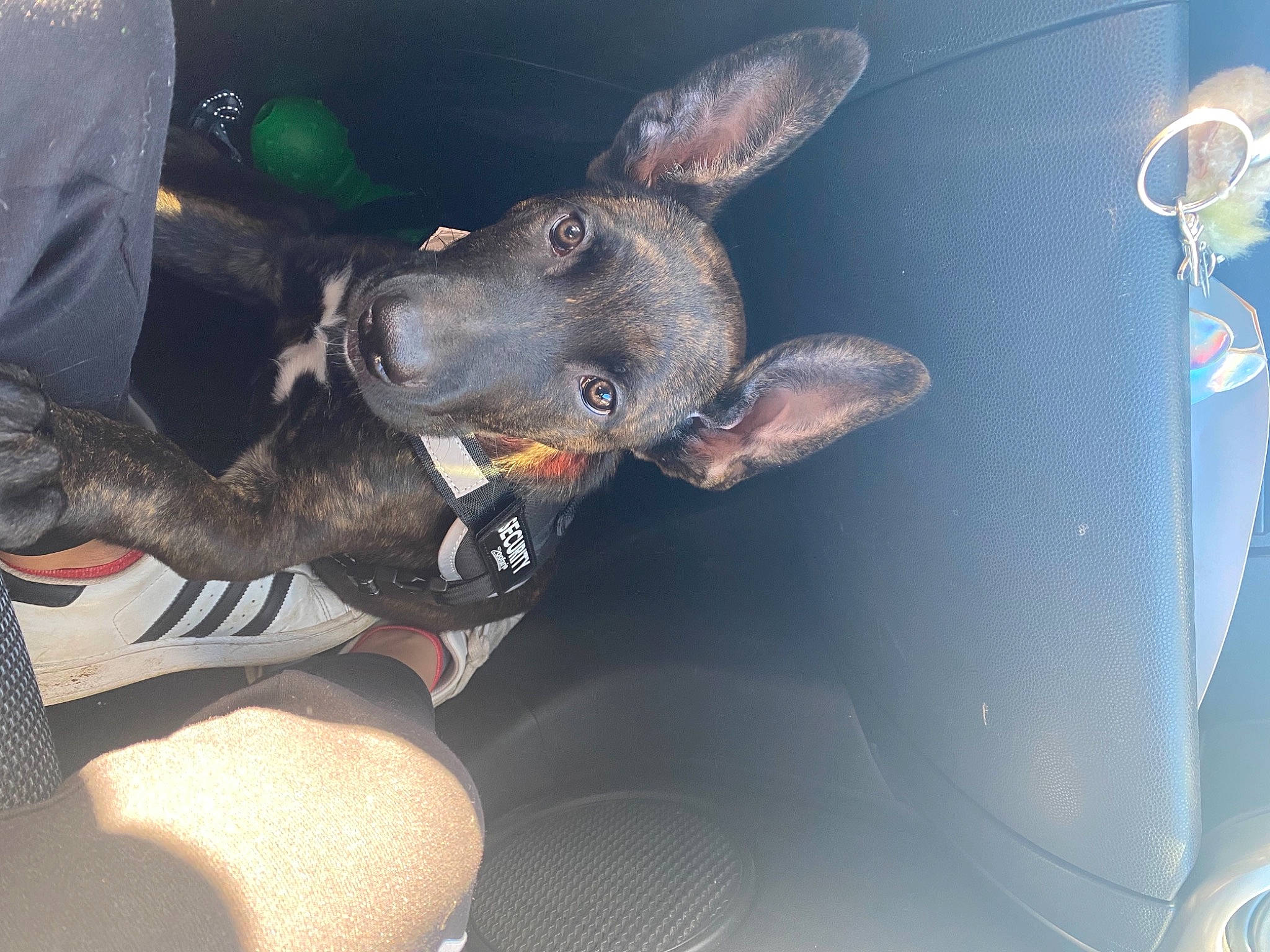 Tyson a rejoint le concours — aidez-le/la à gagner de superbes lots ! auto_part, automotive_design, automotive_exterior, automotive_lighting, automotive_tire, automotive_wheel_system, car, carnivore, companion_dog, dog, dog_breed, family_car, fawn, gesture, guard_dog, hood, snout, vehicle, vehicle_door, working_animal