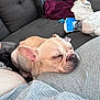 Marshmallow is registered to the contest to win money with this photo: blanket, comfort, couch, cozy, dog, ears, french_bulldog, fur, gray, home, indoor, nap, notebook, pet, relaxing, resting, shoes, sleeping, snout, water_bottle