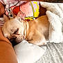 arm, bed, blanket, closeup, clothing, comfort, cozy, cute, dog, face, fur, indoor, person, pet, pillow, relaxation, rest, skin, sleeping, snuggle