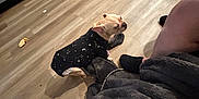 Marshmallow is registered to the contest to win money with this photo: black_outfit, blanket, casual, clothing, cozy, dog, door, floor, furniture, home_interior, indoor, legs, person, puppy, relaxed, slippers, small_dog, tattoo, trash_can, wooden_floor