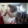 Lady is registered to the contest to win money with this photo: animal, blur, casual, chair, collar, companion, crutches, dog, domestic, floor, furniture, indoor, light, person, pet, quiet, room, seated, wall, window