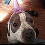 Lady is registered to the contest to win money with this photo: animal, brown, close_up, curious, cute, dog, domestic, floor, footwear, headband, indoor, looking_up, pet, playful, purple, slippers, spotted, unicorn_horn, white, wooden_floor