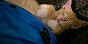 Tom is registered to the contest to win money with this photo: kitten, cat, sleeping, orange_tabby, feline, pet, cute, cozy, blanket, paws, fur, whiskers, ears, resting, domestic_animal, indoor, closeup, adorable, nap, soft