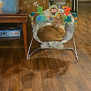 Tom joined the competition — help win amazing prizes! baby_bouncer, cabinet, cat, elephant_toy, fish_toy, frog_toy, gaze, hardwood, indoor, living_room, monkey_sticker, orange_tabby, pet, relaxed, shelf, sitting, stickers, table, toy, wooden_floor