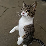 Max joined the competition — help win amazing prizes! alert, cat, concrete, curious, cute, domestic_cat, evening_light, front_paws, green_eyes, outdoor, patio, pet, portrait, standing, striped_fur, tabby_cat, tail, upright, whiskers, white_belly