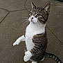 alert, cat, concrete, curious, cute, domestic_cat, evening_light, front_paws, green_eyes, outdoor, patio, pet, portrait, standing, striped_fur, tabby_cat, tail, upright, whiskers, white_belly
