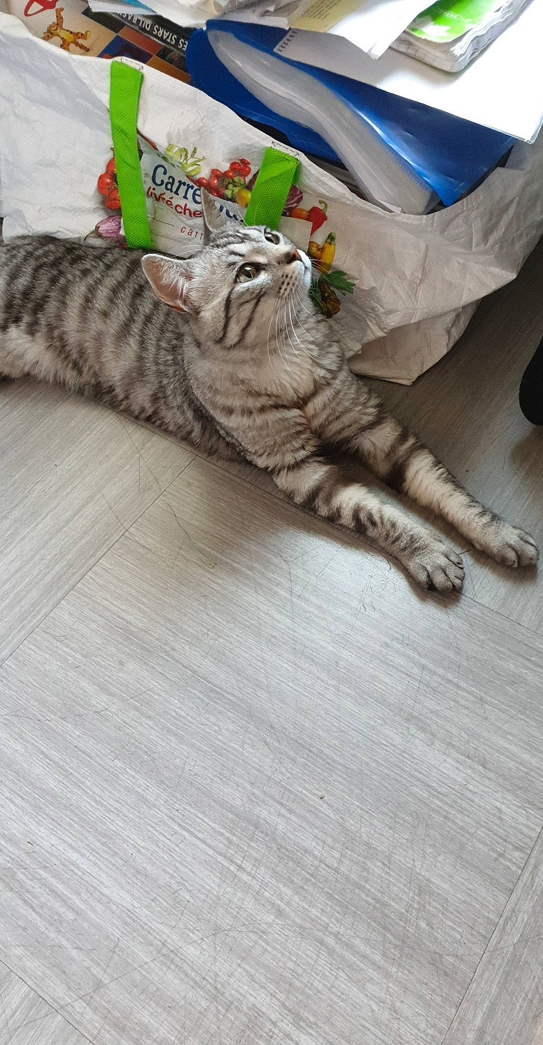 Mowgli participe au concours pour gagner de l'argent avec cette photo : american_shorthair, british_shorthair, carnivore, cat, claw, european_shorthair, felidae, floor, flooring, fur, kitten, ocicat, paw, pixie_bob, skin, small_to_medium_sized_cats, tabby_cat, tail, whiskers, wood