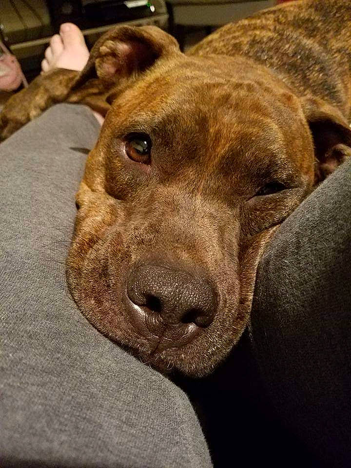 Nakira Kai is registered to the contest to win money with this photo: alaunt, american_pit_bull_terrier, american_staffordshire_terrier, canidae, carnivore, cimarron_uruguayo, dog, dog_breed, ear, fawn, great_dane, mammal, mountain_cur, non_sporting_group, snout, sporting_group, vertebrate, whiskers