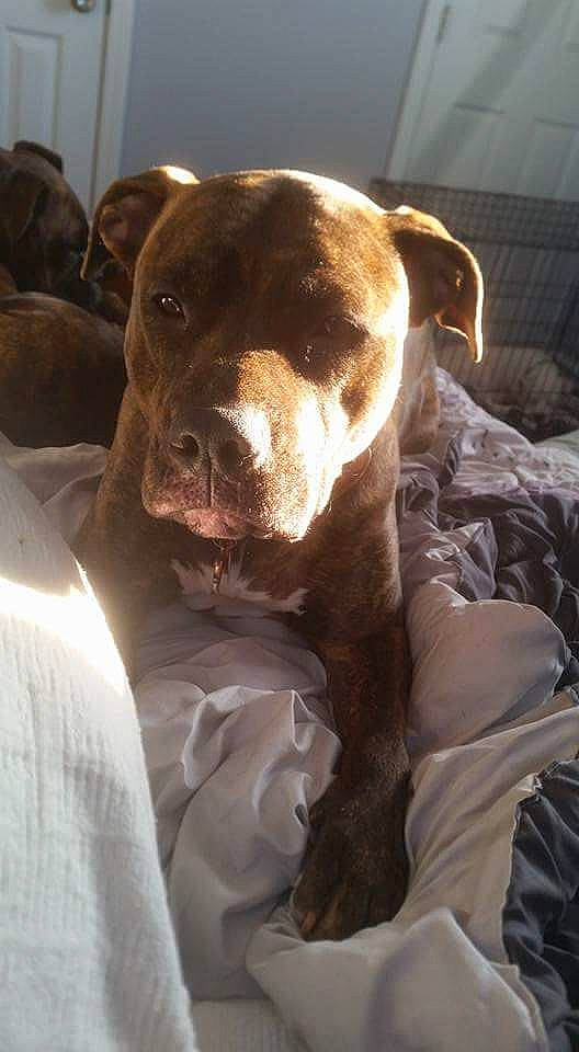 Nakira Kai joined the competition — help win amazing prizes! american_bulldog, american_pit_bull_terrier, american_staffordshire_terrier, bandog, boerboel, boxer, bullmastiff, canidae, carnivore, dog, dog_breed, ear, fawn, molosser, non_sporting_group, pit_bull, rare_breed_dog, snout, sporting_group, staffordshire_bull_terrier