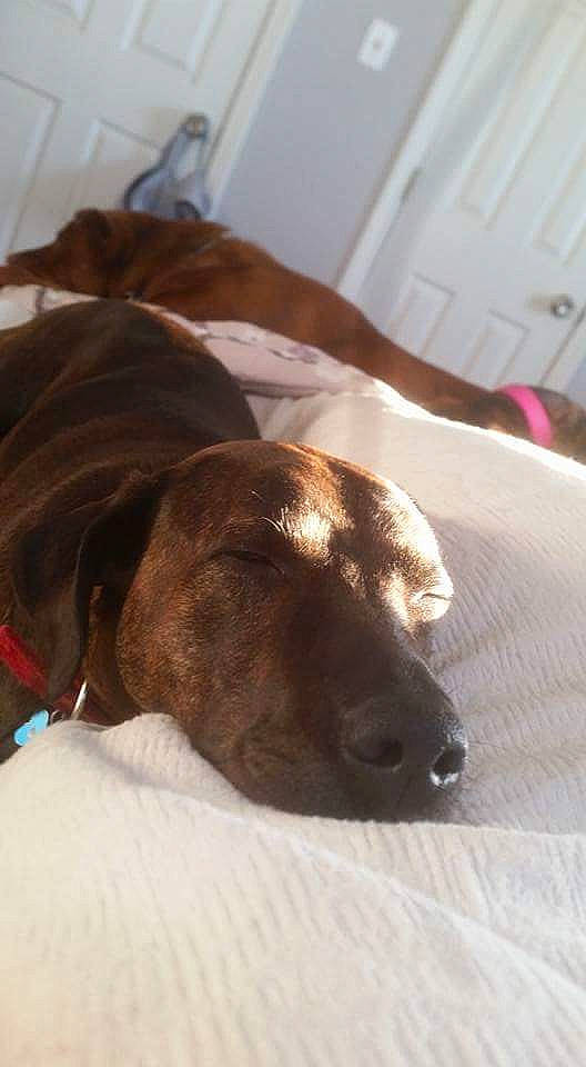 Dacoda joined the competition — help win amazing prizes! beagador, canidae, carnivore, dog, dog_breed, ear, german_shorthaired_pointer, labrador_retriever, liver, nose, pointer, puppy, snout, sporting_group