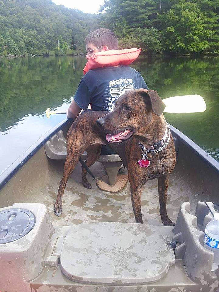 Dacoda is registered to the contest to win money with this photo: adventure, american_pit_bull_terrier, canidae, carnivore, dog, dog_breed, hunting_dog, sporting_group, vacation