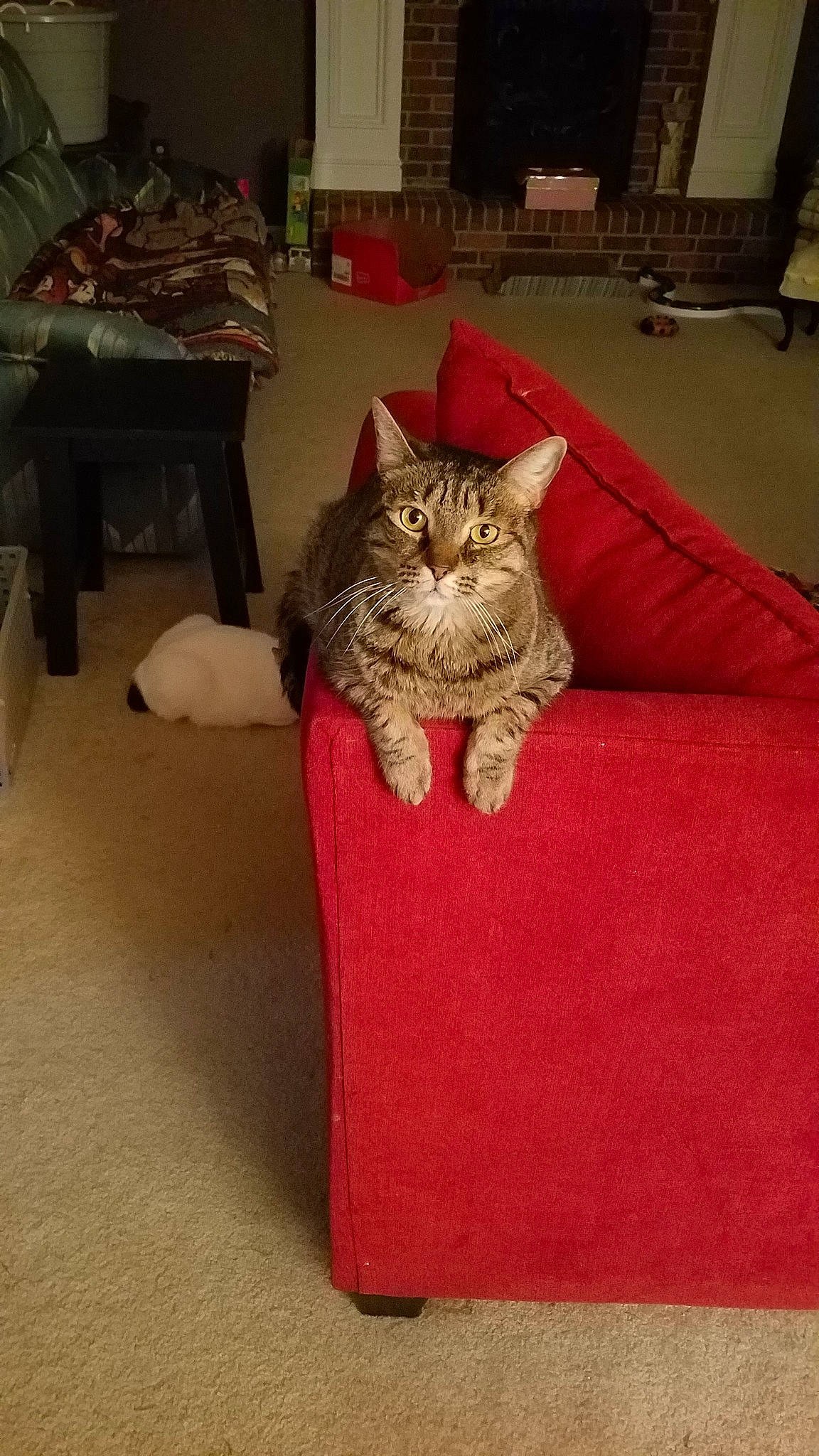 Midge And Azberry is registered to the contest to win money with this photo: american_shorthair, asian, bengal, california_spangled, carnivore, cat, couch, domestic_short_haired_cat, dragon_li, european_shorthair, felidae, furniture, kitten, small_to_medium_sized_cats, tabby_cat, whiskers