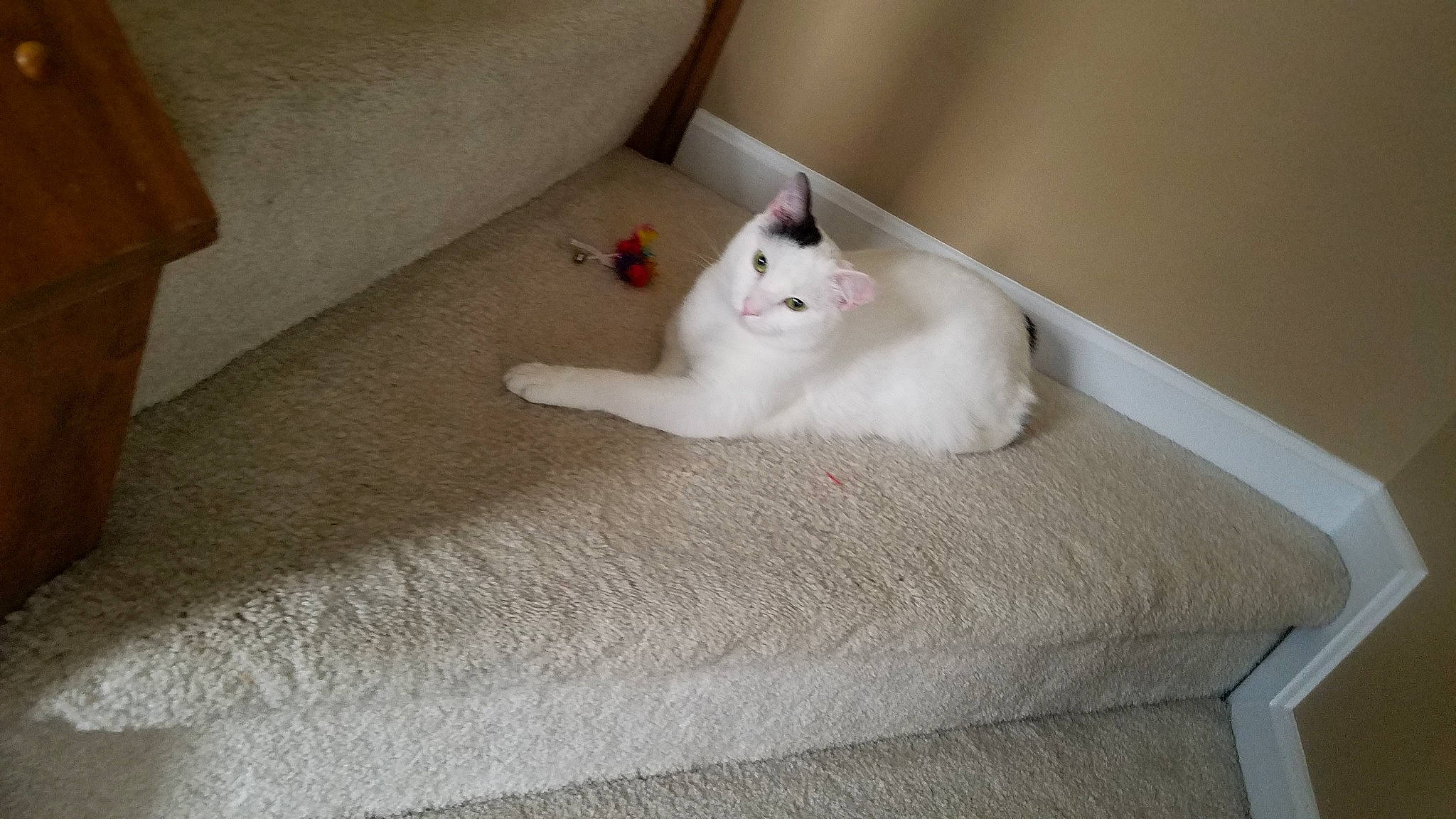 Azberry And Midge joined the competition — help win amazing prizes! burmilla, carnivore, cat, domestic_short_haired_cat, felidae, fur, khao_manee, mammal, ragdoll, small_to_medium_sized_cats, tail, turkish_angora, turkish_van, whiskers