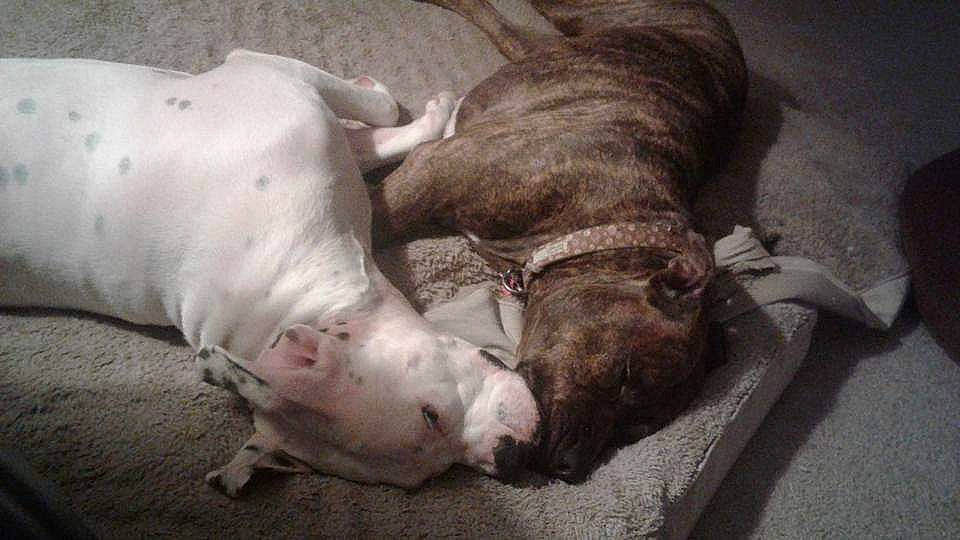 Nora Grace is registered to the contest to win money with this photo: american_bulldog, american_pit_bull_terrier, canidae, carnivore, companion_dog, dog, dog_breed, dogo_argentino, fawn, nap, non_sporting_group, pit_bull, puppy, snout, valley_bulldog