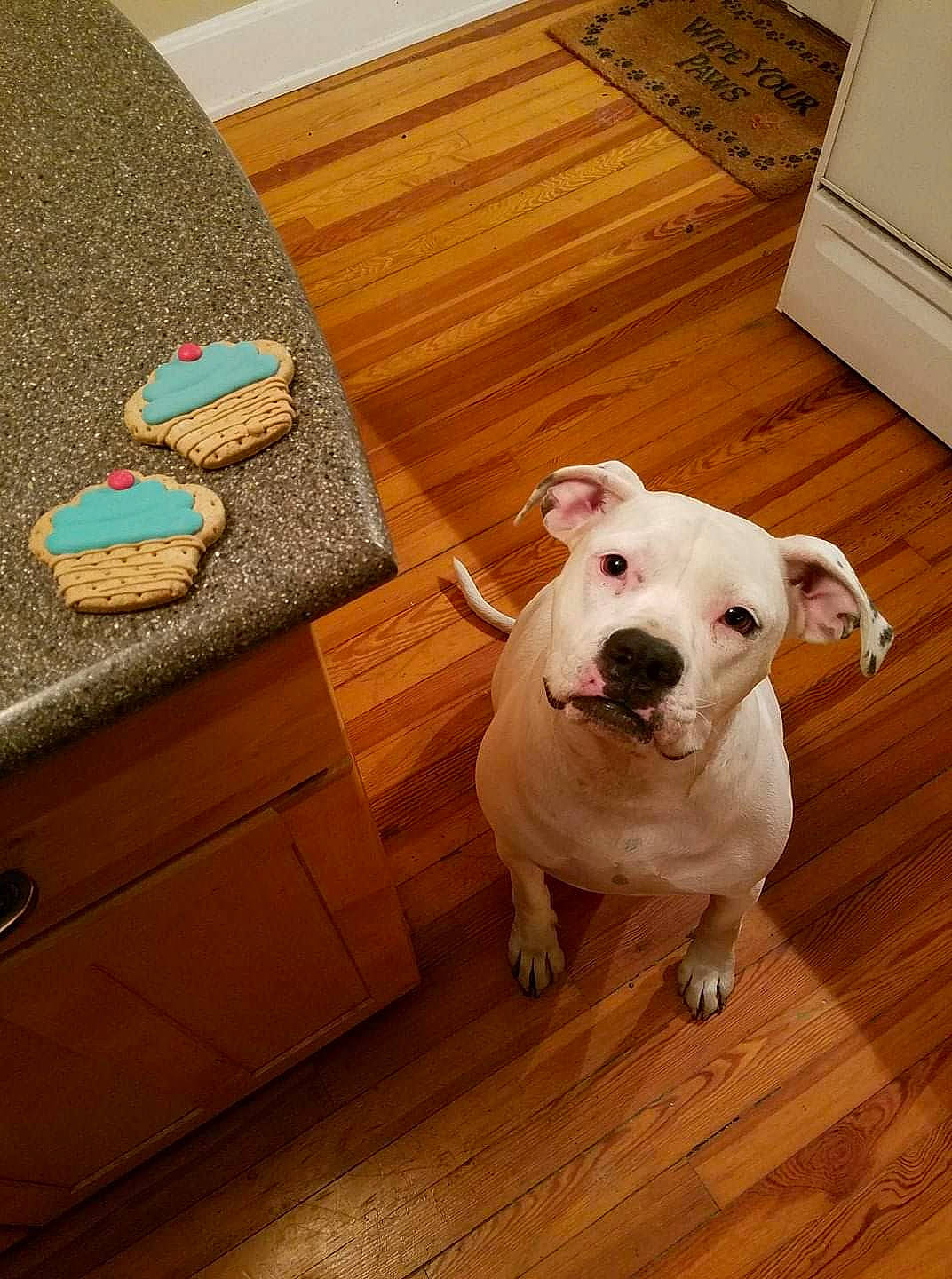 Nora Grace joined the competition — help win amazing prizes! american_bulldog, american_pit_bull_terrier, canidae, carnivore, companion_dog, dog, dog_breed, dogo_argentino, dogo_guatemalteco, fawn, floor, flooring, hardwood, mammal, non_sporting_group, pit_bull, snout, valley_bulldog