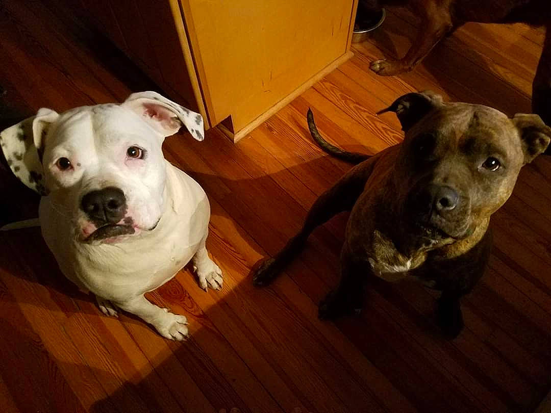 Nora Grace joined the competition — help win amazing prizes! american_bulldog, american_pit_bull_terrier, american_staffordshire_terrier, canidae, carnivore, companion_dog, dog, dog_breed, dogo_argentino, fawn, mammal, non_sporting_group, nose, pit_bull, rare_breed_dog, snout, sporting_group, staffordshire_bull_terrier, valley_bulldog, vertebrate