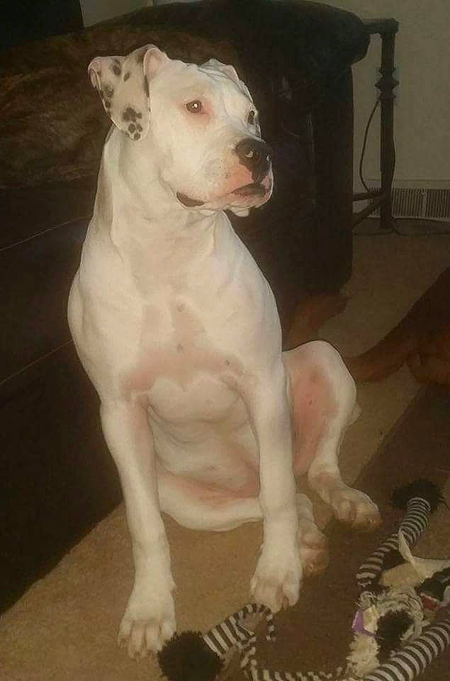 Nora Grace is registered to the contest to win money with this photo: american_bulldog, american_pit_bull_terrier, bull_and_terrier, bully_kutta, canidae, carnivore, cordoba_fighting_dog, dog, dog_breed, dogo_argentino, dogo_guatemalteco, fawn, guard_dog, gull_terr, mammal, non_sporting_group, pit_bull, rare_breed_dog, tail, vertebrate